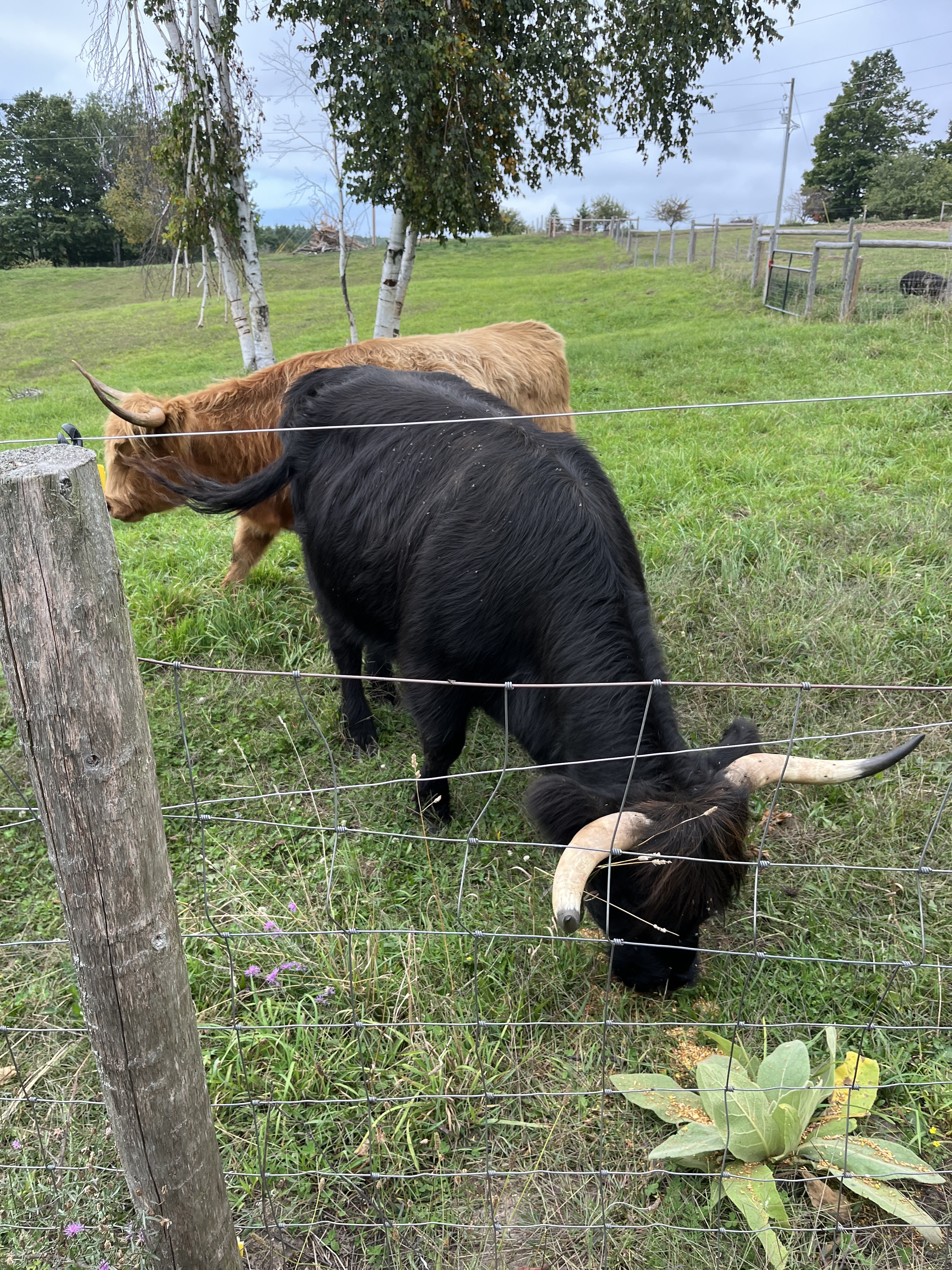 Cows grazing korede.JPG